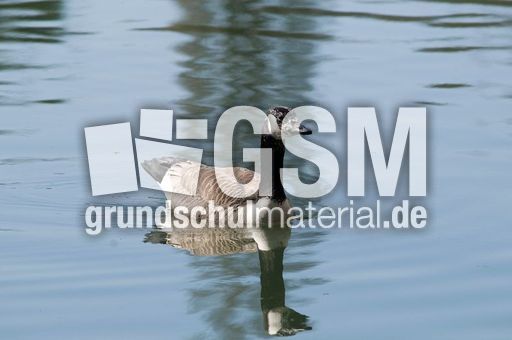 Kanadagans (1 von 15).jpg